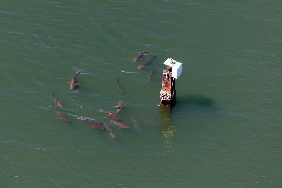What Is A Cobia Fish Avon, NC What Is A Cobia Fish Avon, NC