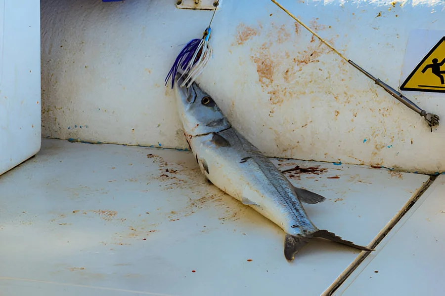 What Is A Cobia Fish in Avon, NC What Is A Cobia Fish in Avon, NC